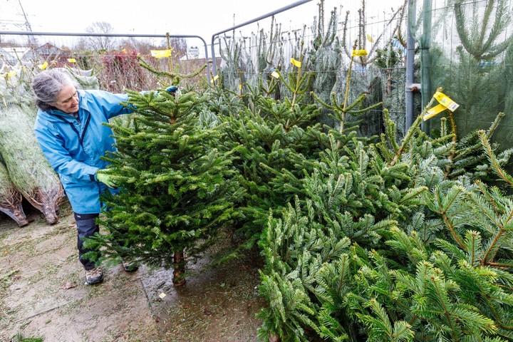 Ilustračné foto - vianočný stromček